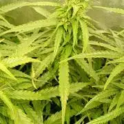 Glowberry Rush Auto Anesia Seeds