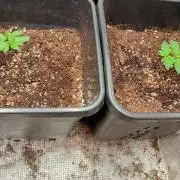 Lemon Cherry Sundae Auto Fastbuds