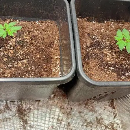 Lemon Cherry Sundae Auto Fastbuds