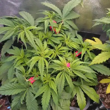 Pink Runtz Auto RQS