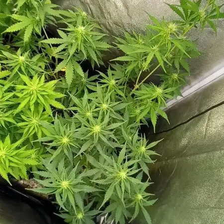 Grandmommy Purple Auto Herbiesseeds