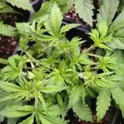 Strawberry Cheesecake Auto Barneys Farm