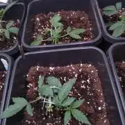 Cinderella Auto Fastbuds