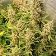 Green Gelato Auto RQS