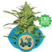 Fast Eddy Auto CBD Royal Queen Seeds