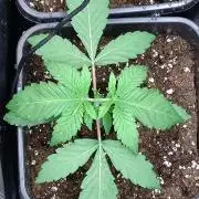 Green Gelato P#2 Royal Queen Seeds