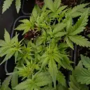 Cinderella Auto Fastbuds