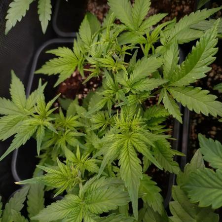 Cinderella Auto Fastbuds