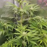 Purple Lemonade Auto RQS