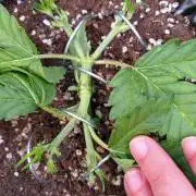 Cherry Cola RF3 Auto Fastbuds