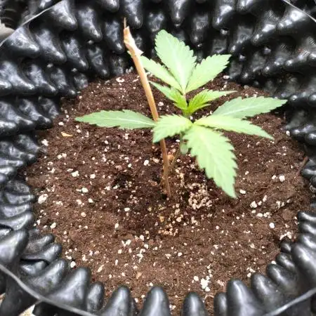 Green Gelato Auto RQS