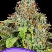 Sticky Boof Auto Anesia Seeds