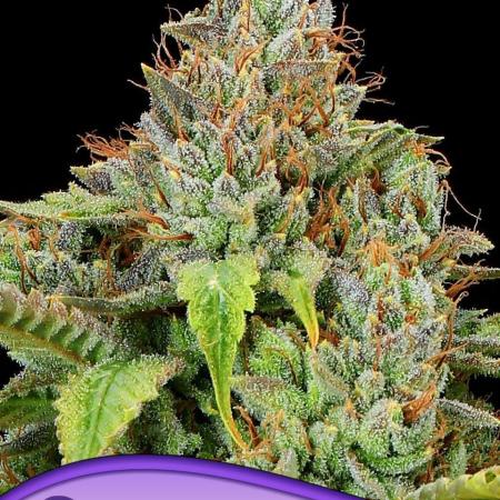 Sticky Boof Auto Anesia Seeds
