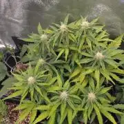 Cherry Cola RF3 Auto Fastbuds