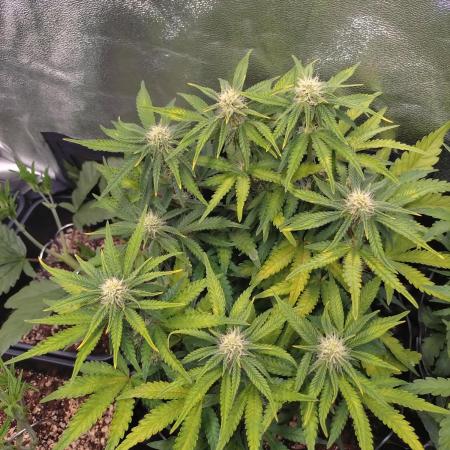 Cherry Cola RF3 Auto Fastbuds