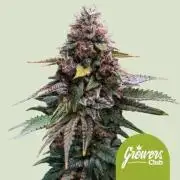 Mimosa Cookies Auto Growers Club RQS