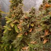 Gelonade (Purple) Auto Zamnesia