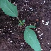 Thin Mint x Sour Pinot Auto Barneys Farm