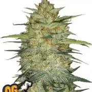OG Kush Auto Fastbuds