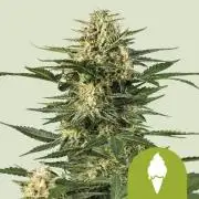 Green Gelato Auto RQS