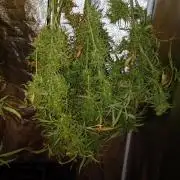 Chaos Cake Auto Anesia Seeds