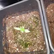 Sundae Frost Auto Fastbuds