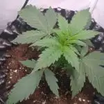 Green Gelato Auto RQS