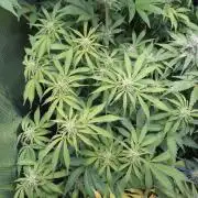 Strawberry Cheesecake Auto Barneys Farm