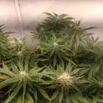 Cookies Gelato Auto RQS