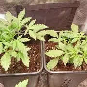 Lemon Cherry Sundae Auto Fastbuds