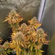 Gelonade Auto Zamnesia