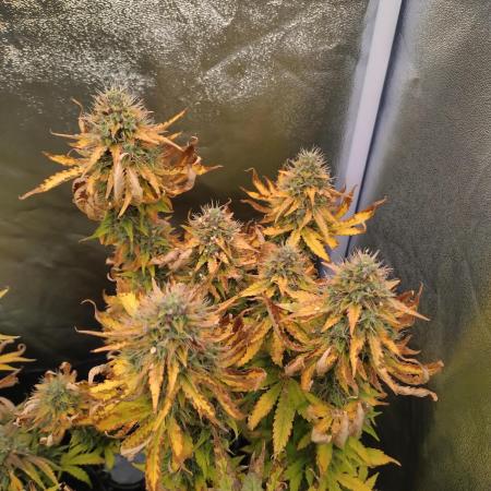 Gelonade Auto Zamnesia