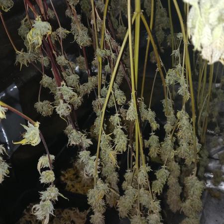 Green Gelato Auto RQS