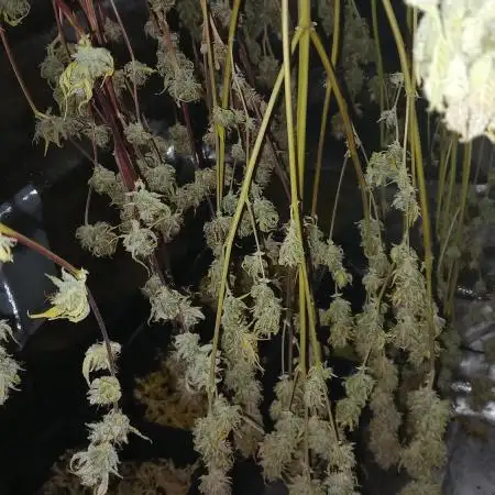 Green Gelato Auto RQS