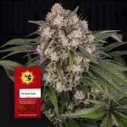 OG Kush Auto Barneys Farm