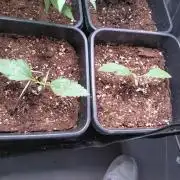 RF3 Auto Mixpack Fastbuds