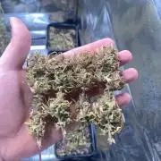 Runtz Auto Barneys Farm