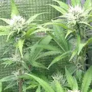 Cinderella Auto Fastbuds