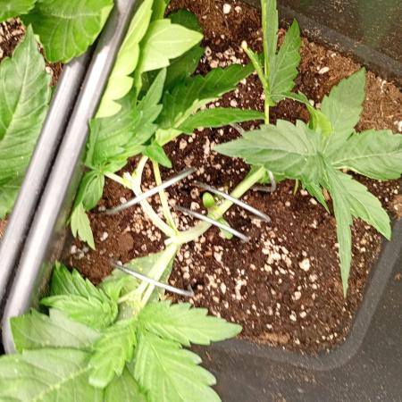 Glowberry Rush Auto Anesia Seeds
