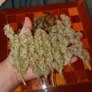 Epsilon F1 Royal Queen Seeds
