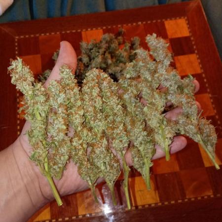 Epsilon F1 Royal Queen Seeds