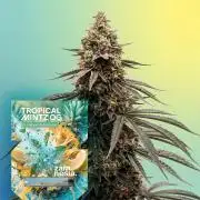 F1 Hybrid Tropical Mintz OG Auto ZAMNSIA