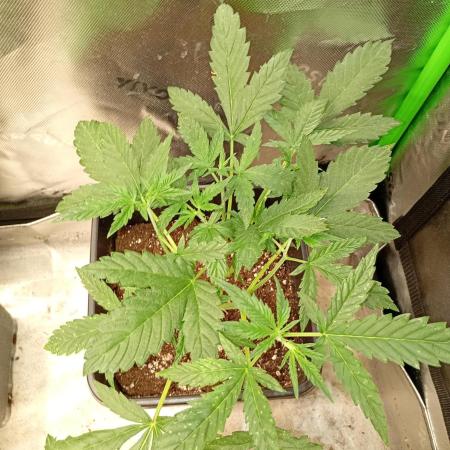 Banana Cherry Cookies Auto Fastbuds