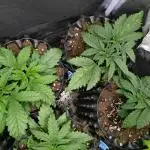 Banana Purple Punch Auto Fastbuds