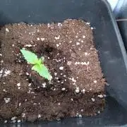 Purple Lemonade Auto RQS