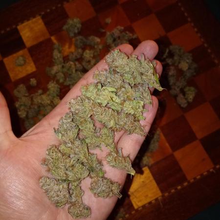 Orange Sherbet FF P#2 Fastbuds