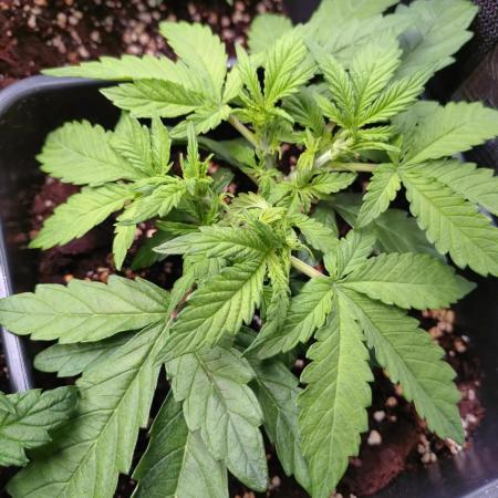 Strawberry Cheesecake Auto Barneys Farm