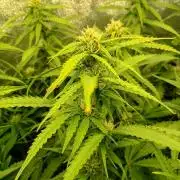 Glowberry Rush Auto Anesia Seeds