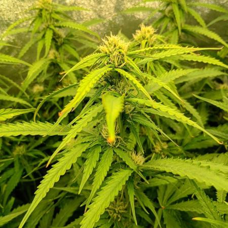 Glowberry Rush Auto Anesia Seeds