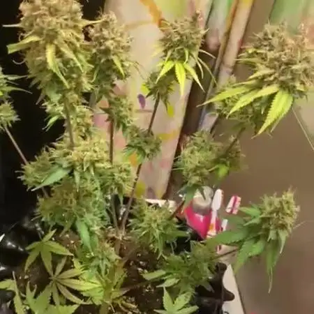 Strawberry Gorilla Auto Fastbuds